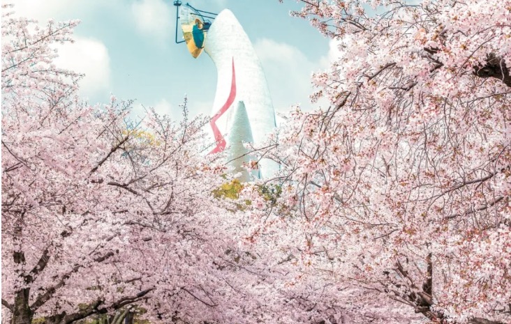 Cherry Blossoms in Japan 2024 | Osaka Expo Park Cherry Blossom Festival starts on March 20