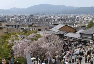 Japan 2024 cherry blossoms bloom to welcome more than 3 million foreign tourists.